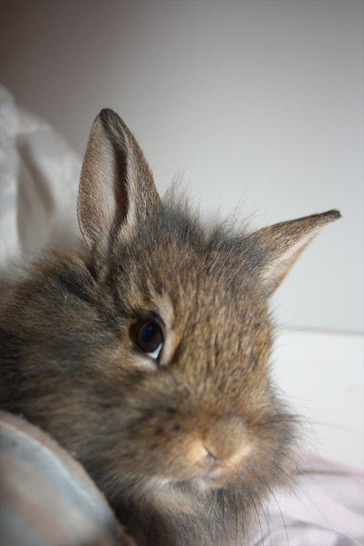 Kanin Nuggi billede 3