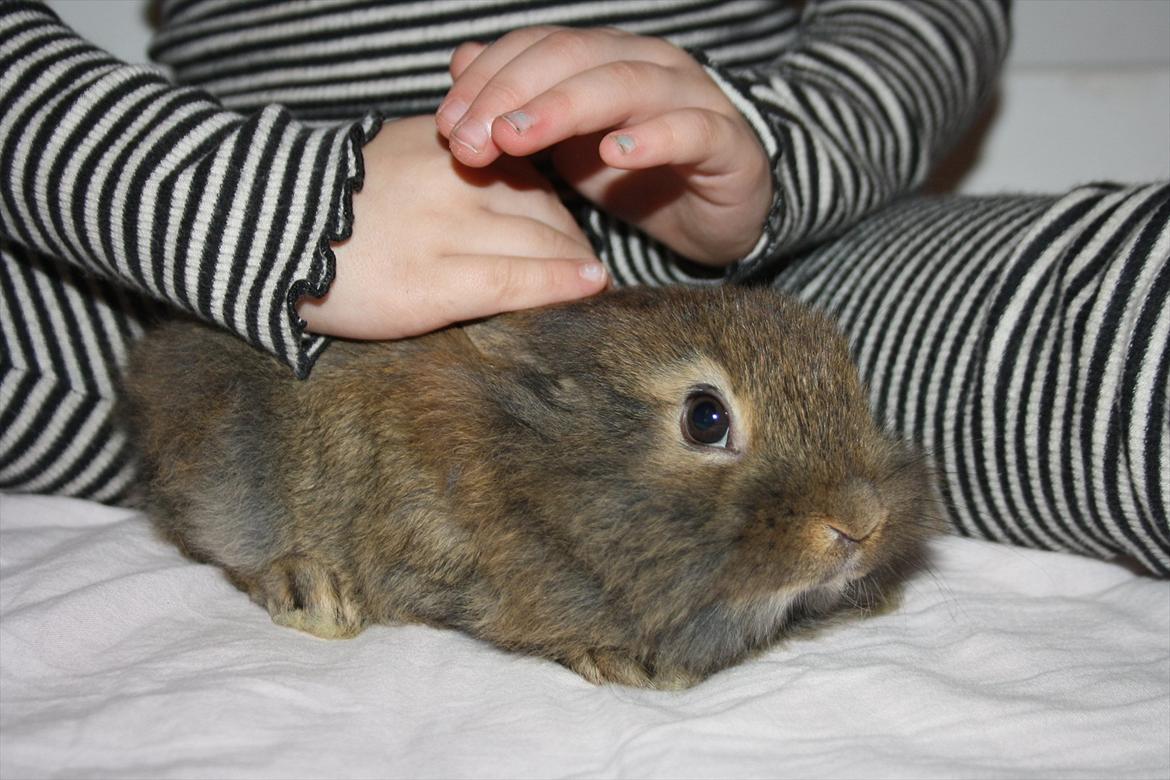 Kanin Nuggi billede 5