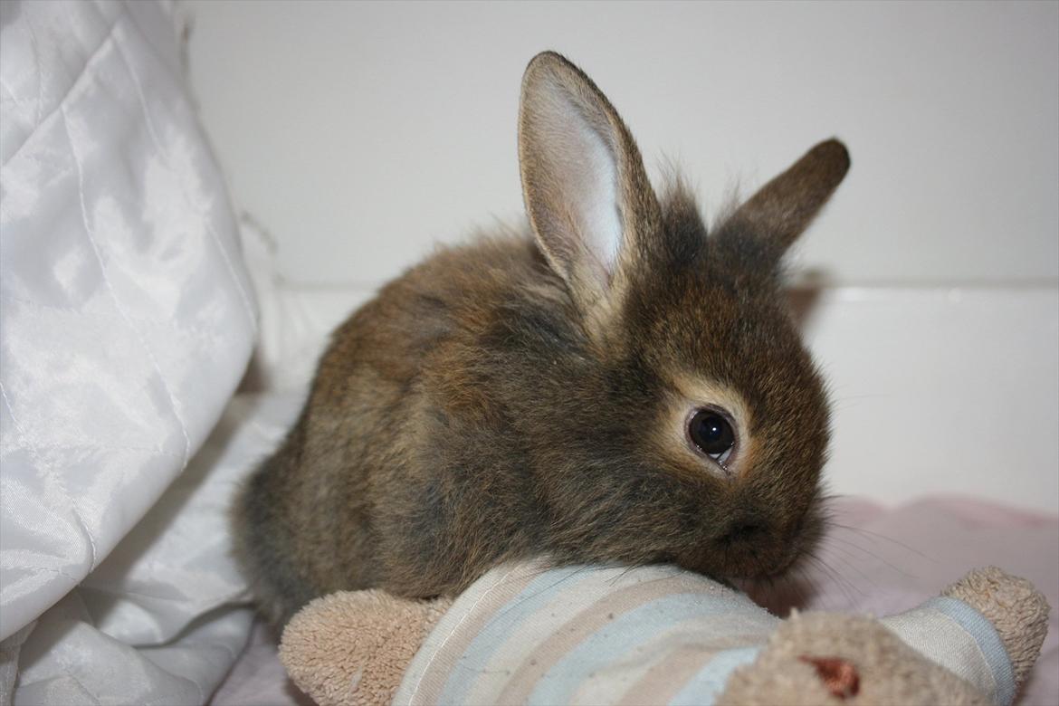 Kanin Nuggi billede 6