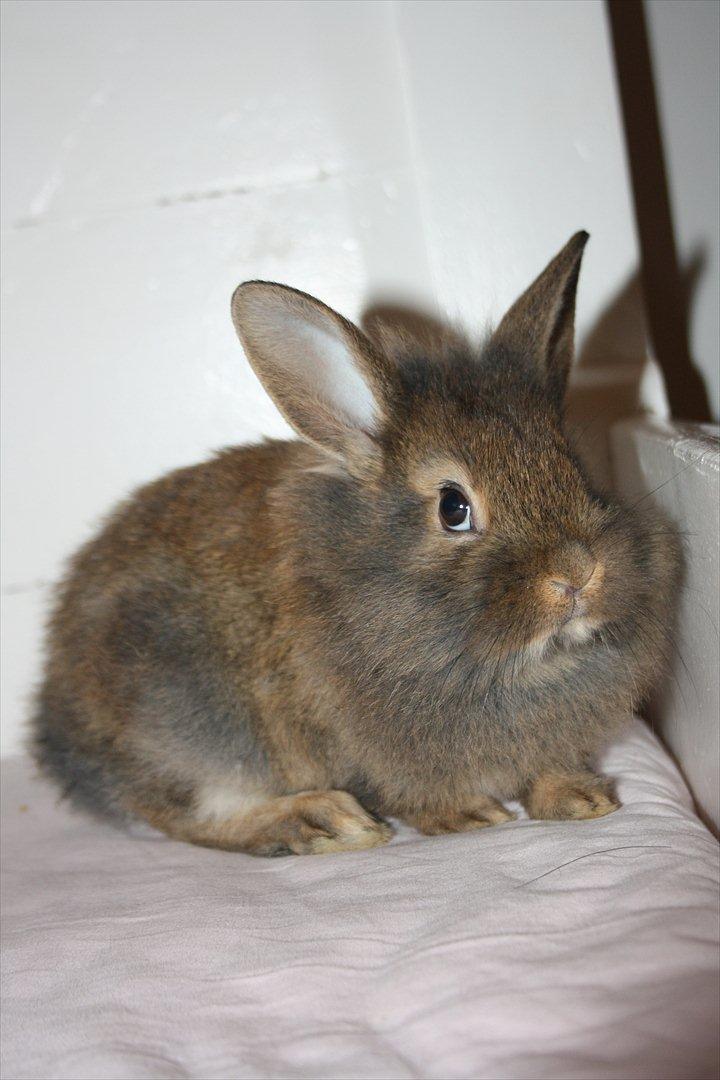 Kanin Nuggi billede 7