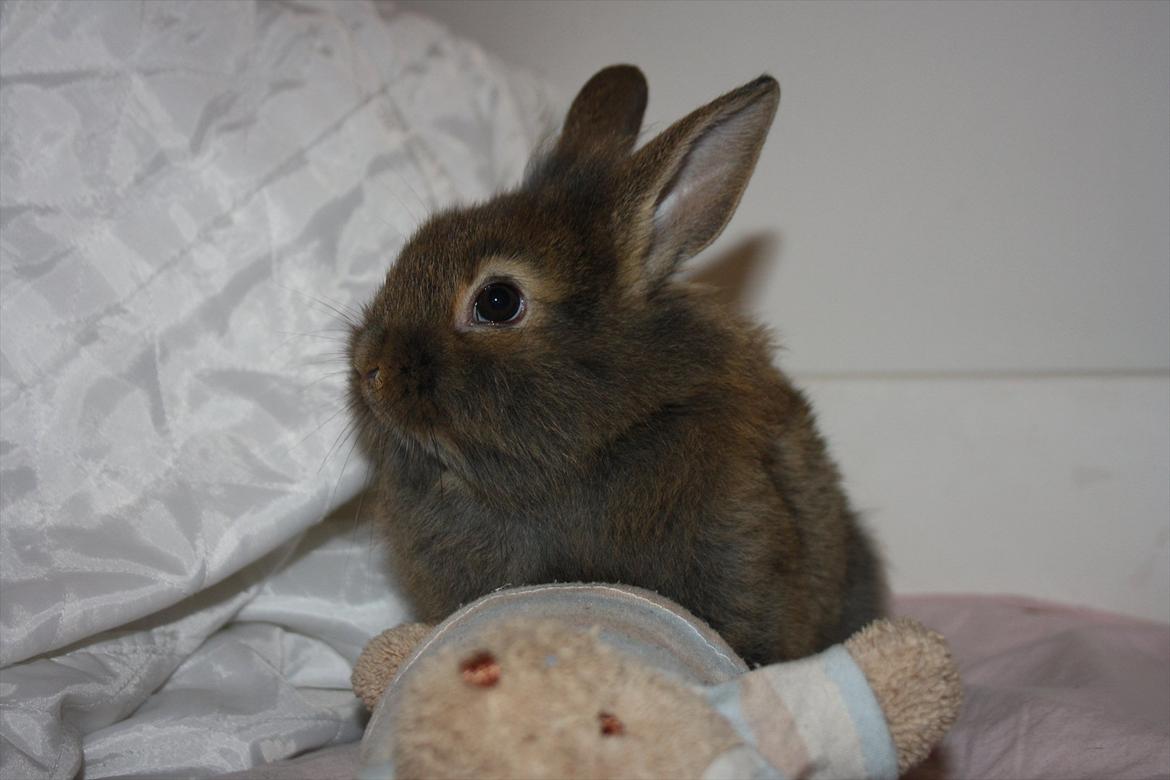 Kanin Nuggi billede 8