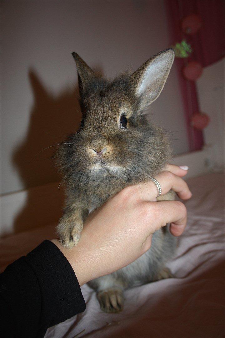 Kanin Nuggi billede 9