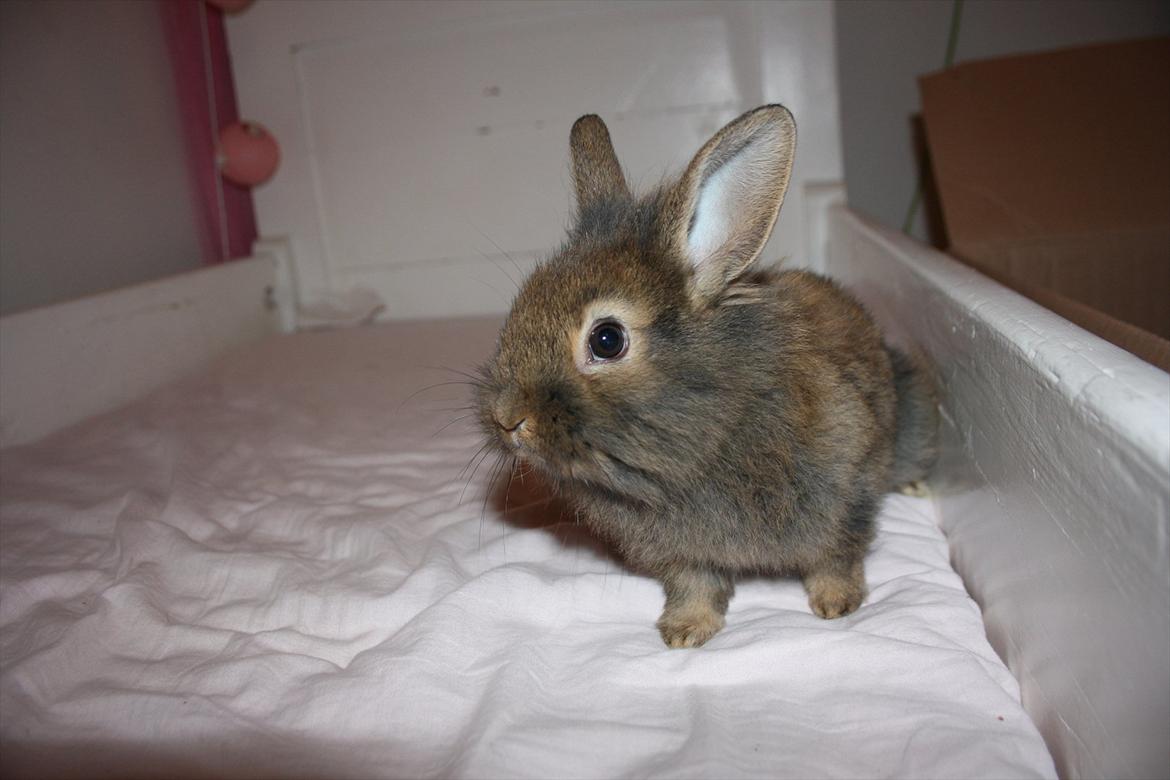 Kanin Nuggi billede 10