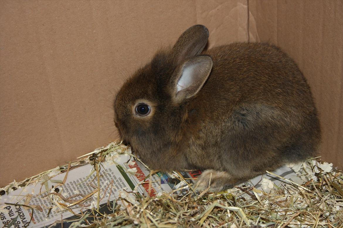 Kanin Nuggi billede 11