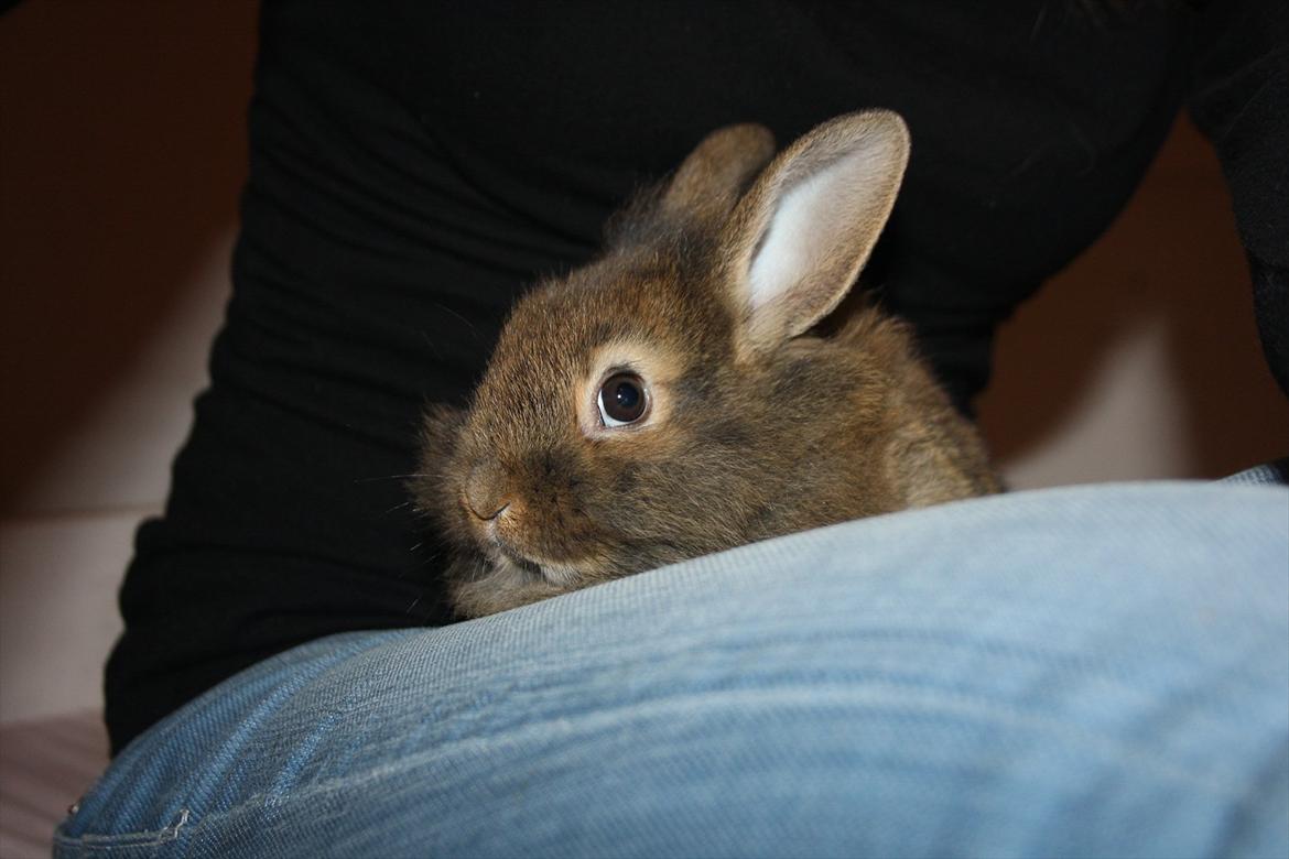 Kanin Nuggi billede 12