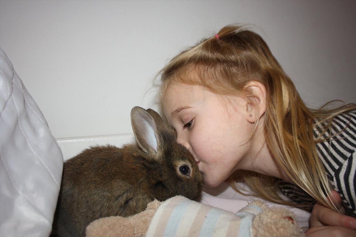 Kanin Nuggi billede 13