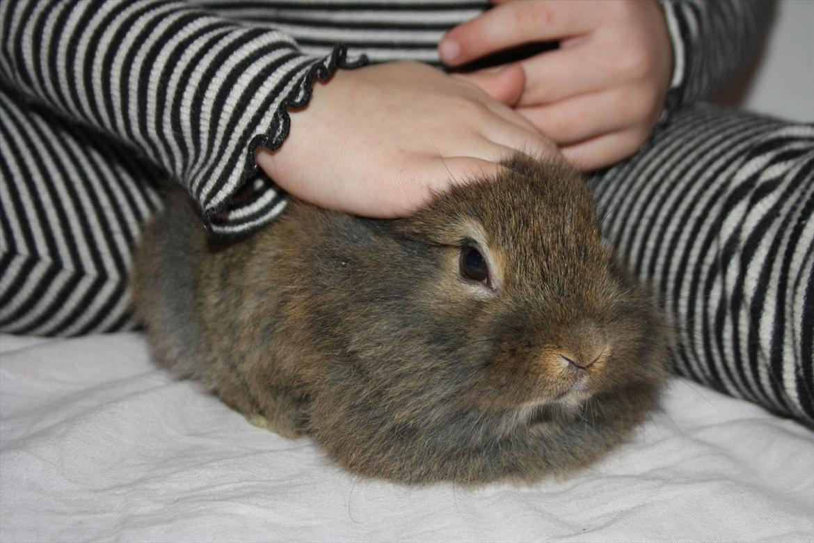 Kanin Nuggi billede 14