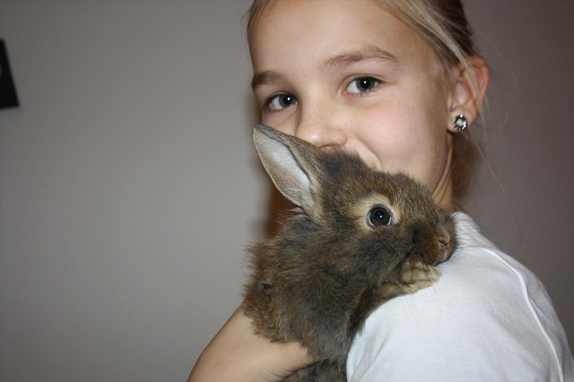 Kanin Nuggi billede 16