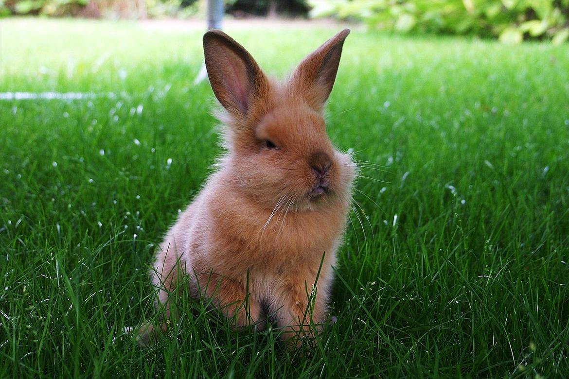 Kanin Trisha - Velkommen til Trisha's profil :-) billede 1