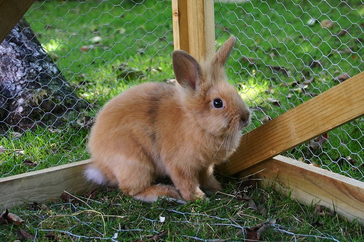 Kanin Trisha billede 3