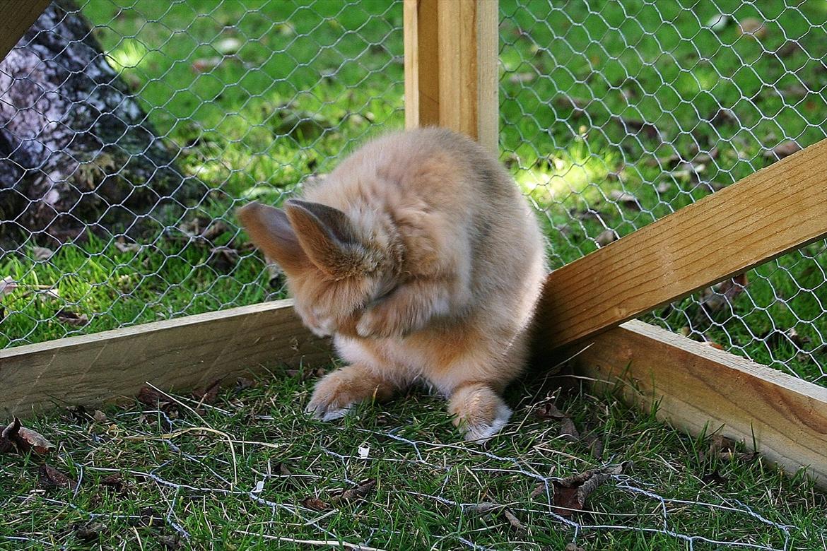 Kanin Trisha billede 4