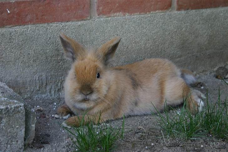 Kanin Trisha billede 5