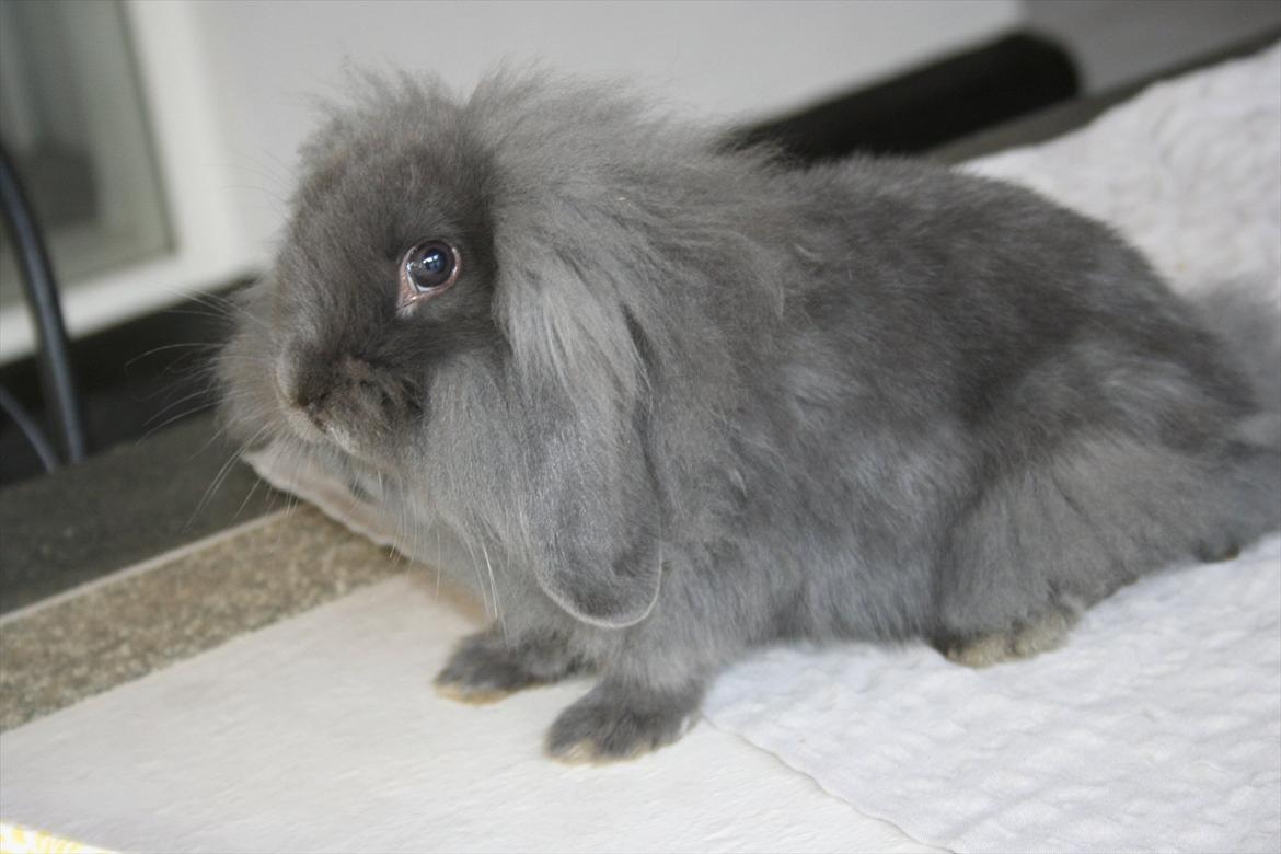 Kanin Kildevangs Limo La Dell - Fotograf: Silke Zacho. billede 3