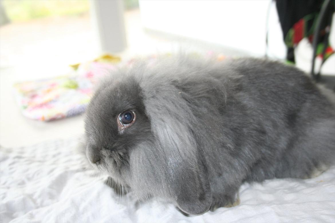 Kanin Kildevangs Limo La Dell - Fotograf: Silke Zacho. billede 2