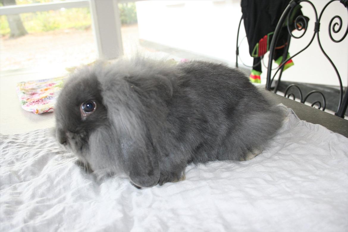 Kanin Kildevangs Limo La Dell - Fotograf: Silke Zacho. billede 4