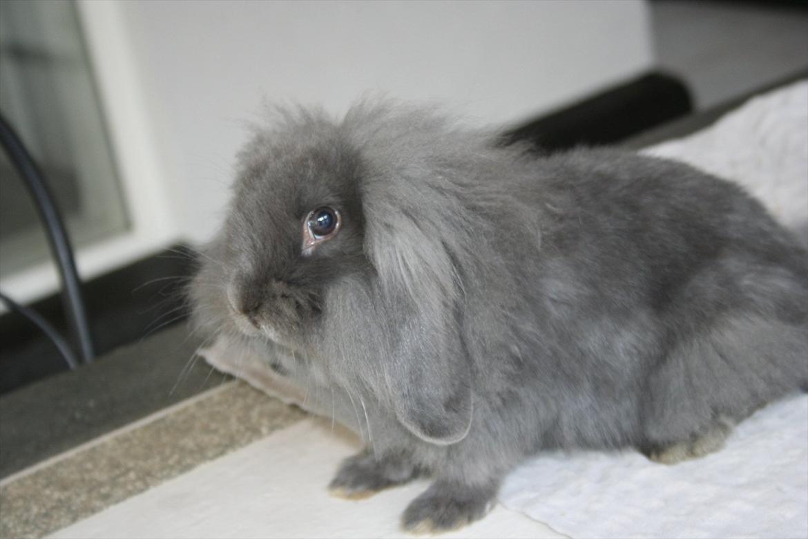 Kanin Kildevangs Limo La Dell - Fotograf: Silke Zacho. billede 5