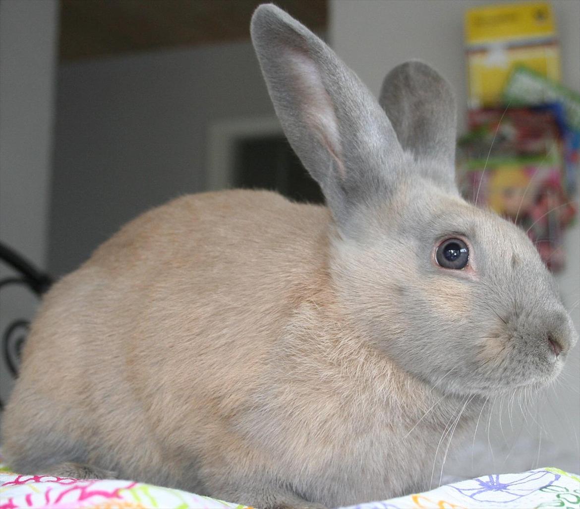 Kanin Zachos Blue Al Jane - Fotograf: Silke Zacho. billede 10