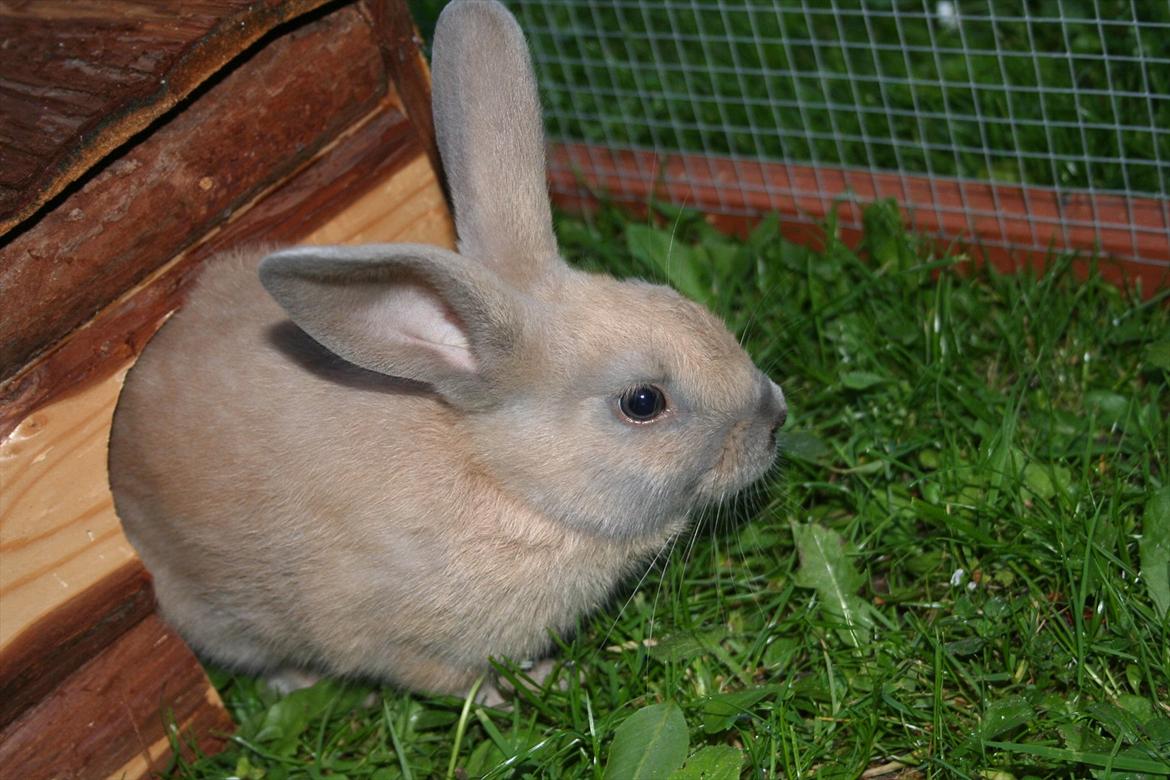 Kanin Zachos Blue Al Jane - Fotograf: Silke Zacho. billede 11