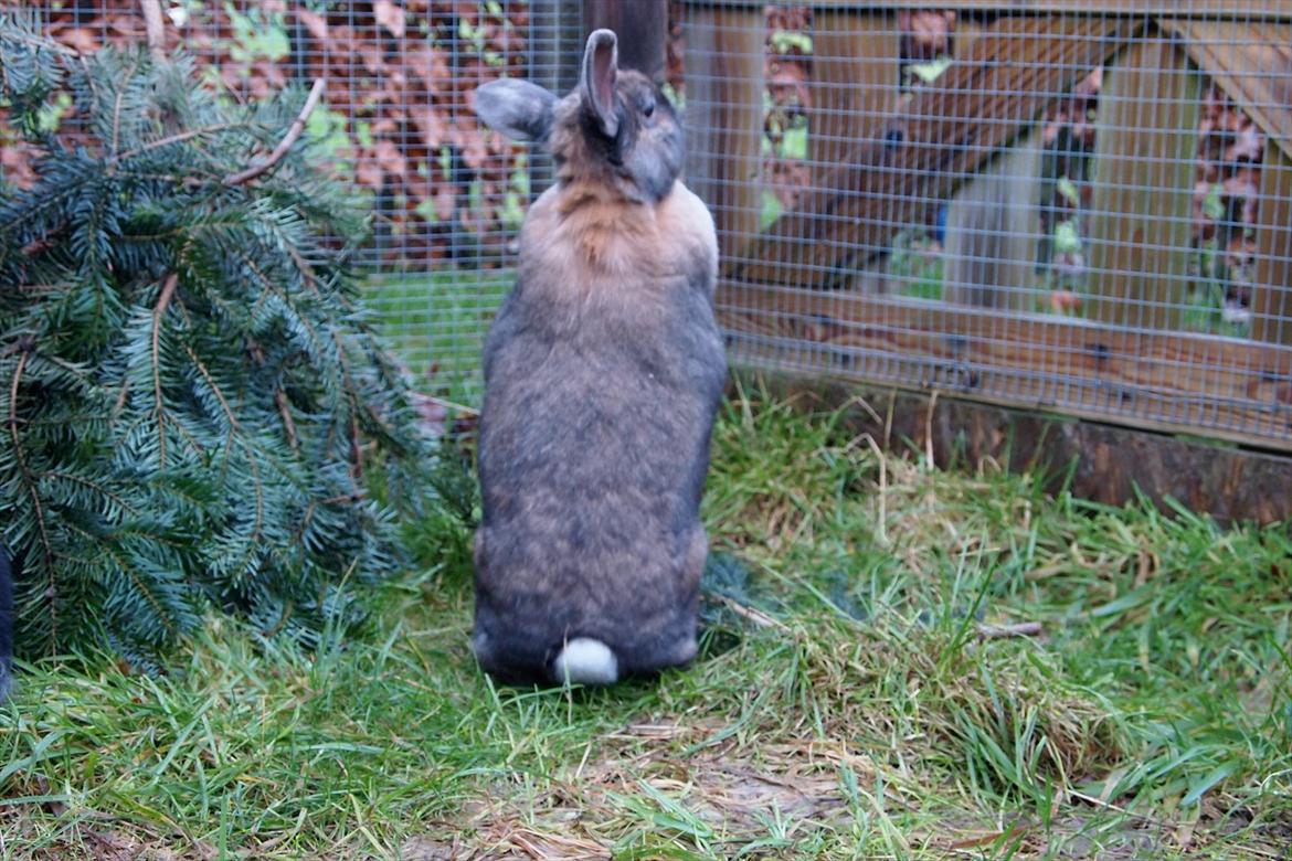 Kanin Jabel´s Jasmin - hmmm hvad er der på den anden side??? billede 10