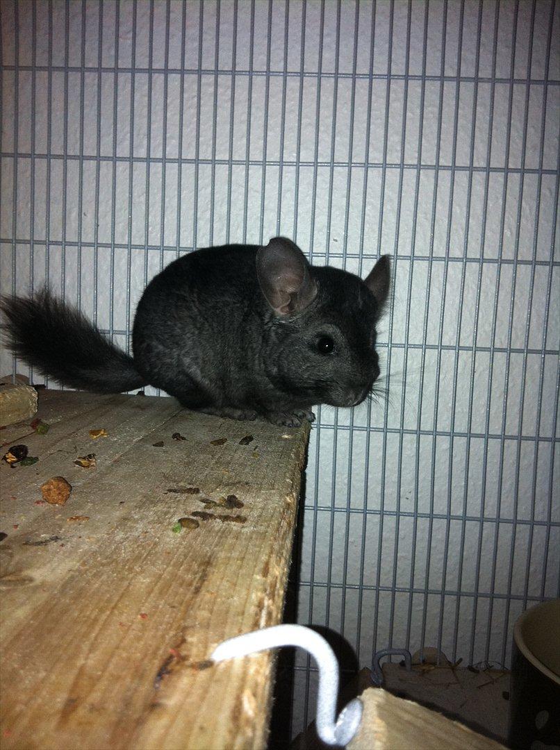 Chinchilla Sortenmuld billede 11