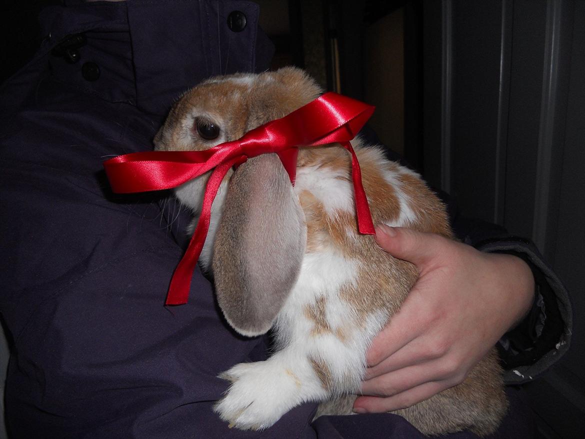 Kanin Pjuske<3 - JUL 2011!:-) Pjuske har fået sløjfe i øret!<3 billede 18