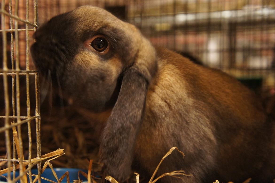 Kanin | Nabi billede 15