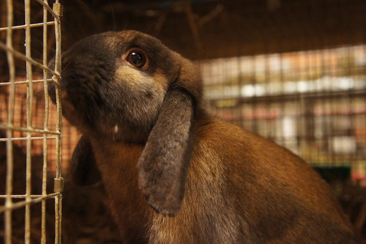 Kanin | Nabi - Velkommen Til Nabi´s profil ;) billede 1