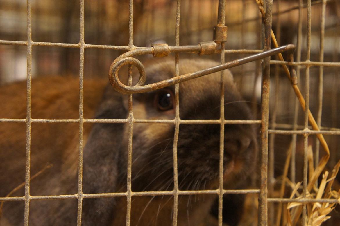 Kanin | Nabi - på Fyn :) billede 14