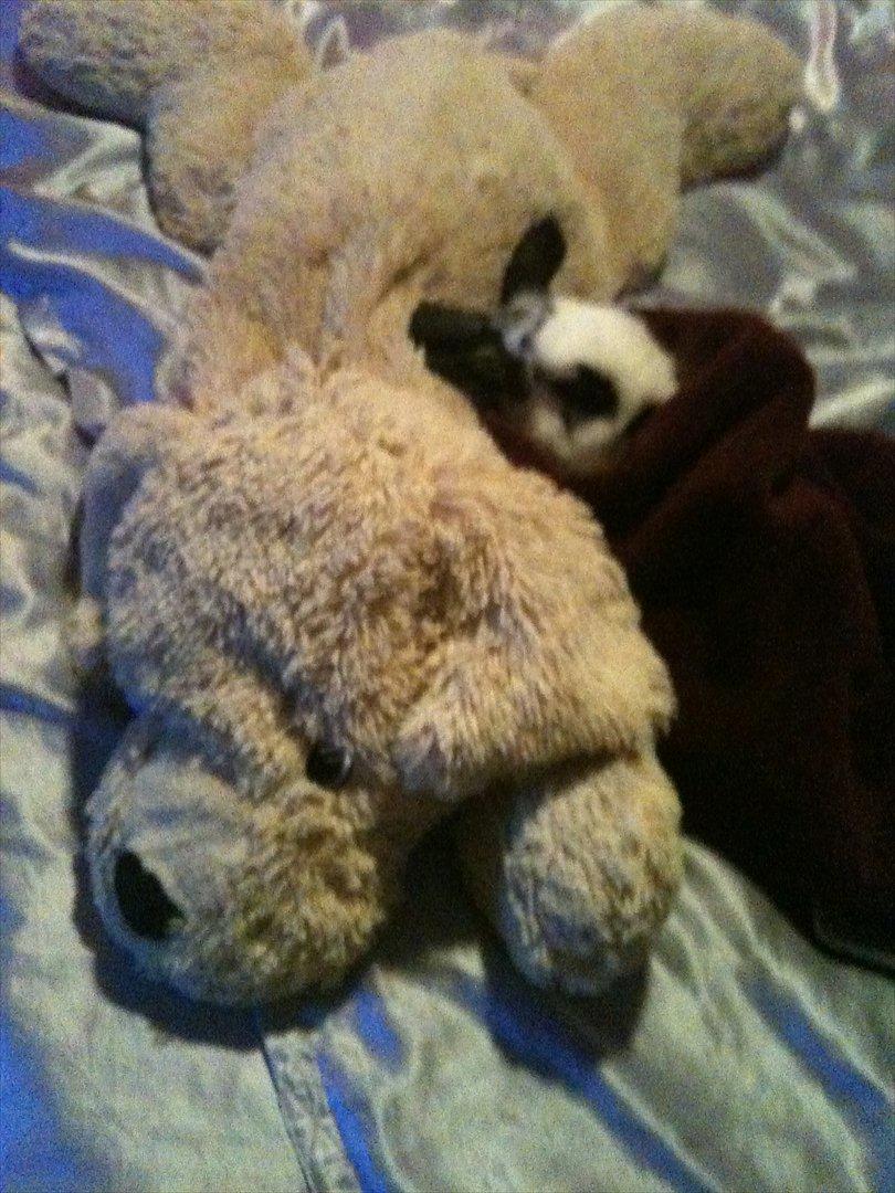 Kanin Charlie billede 1