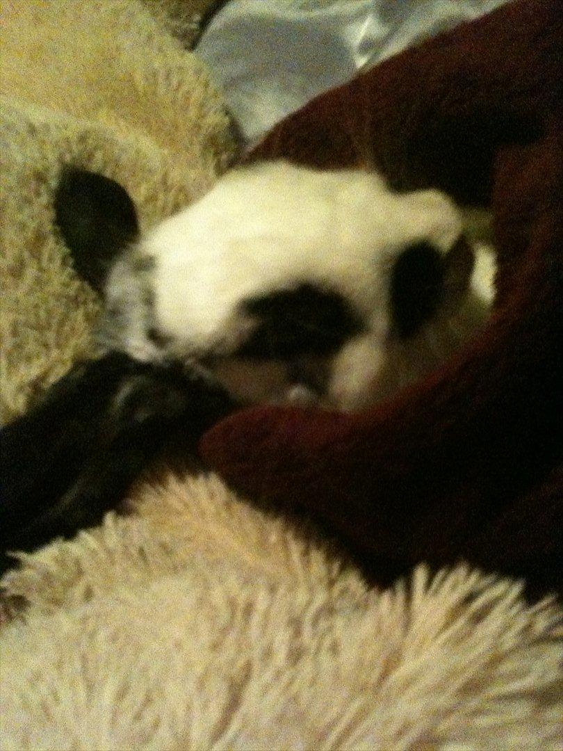 Kanin Charlie billede 2