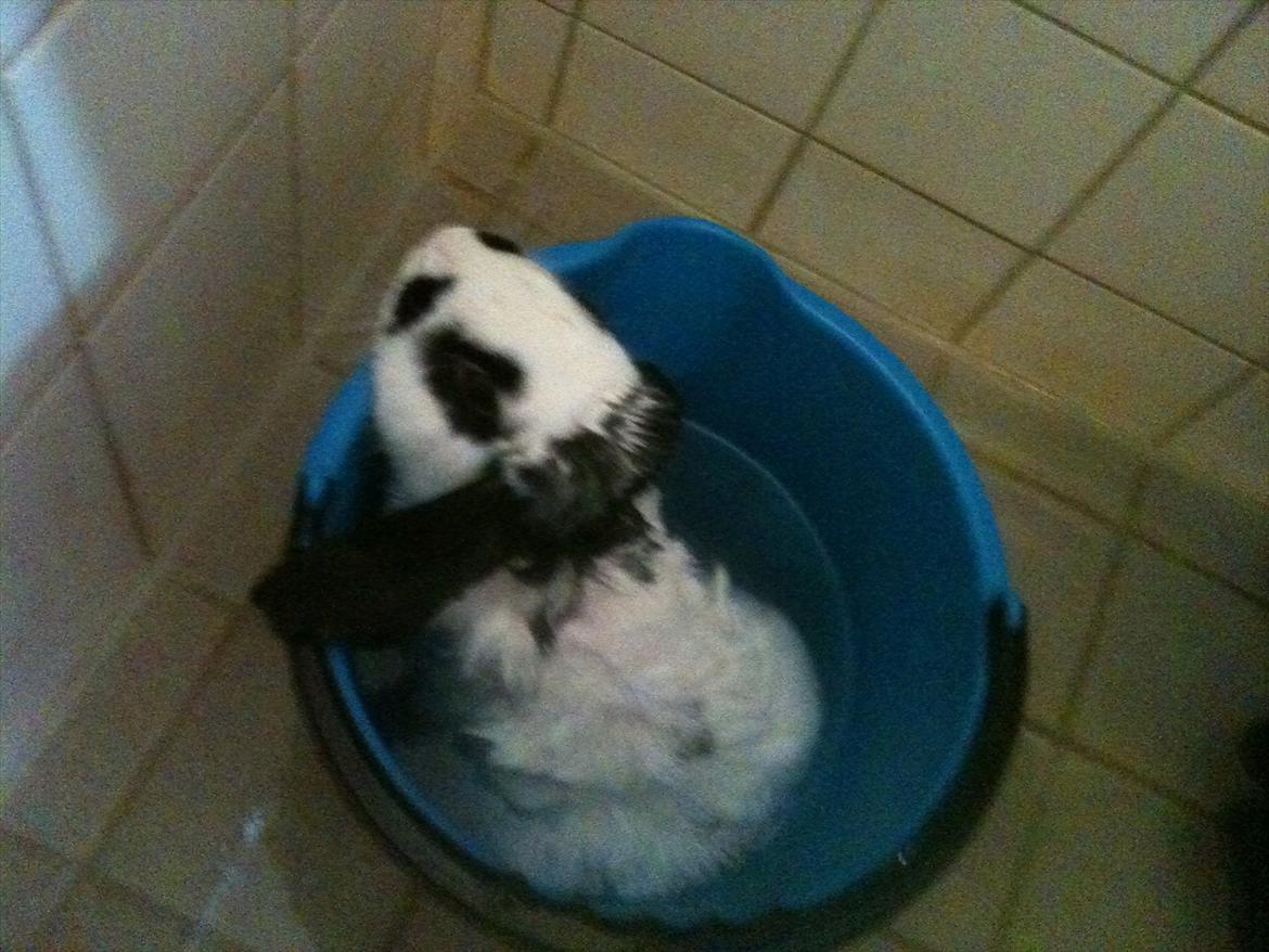 Kanin Charlie billede 3