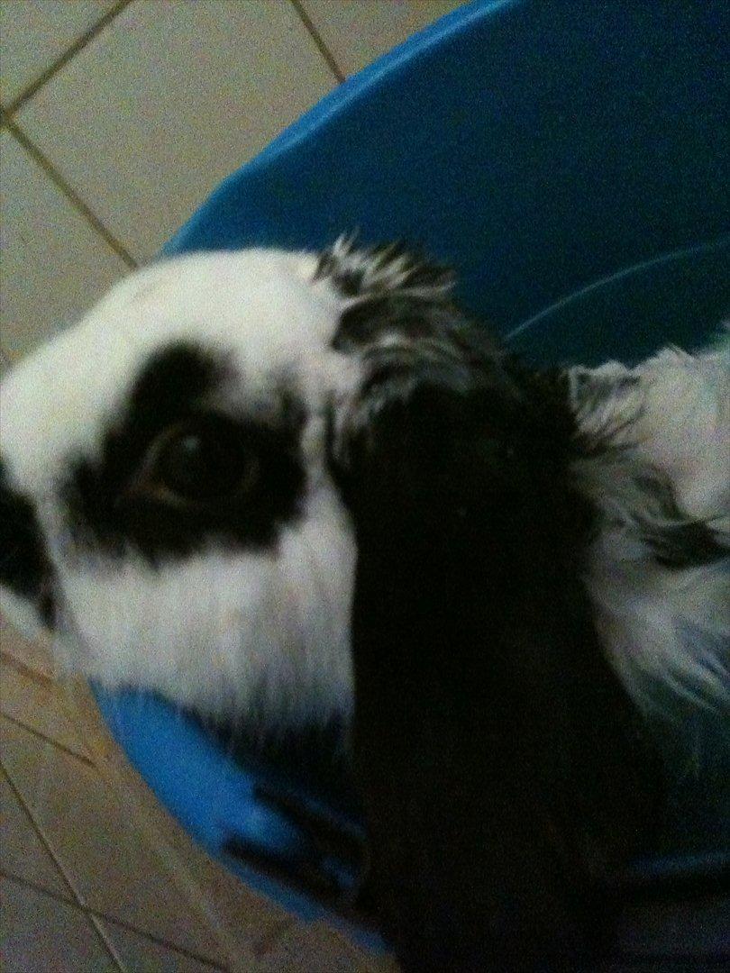 Kanin Charlie billede 4