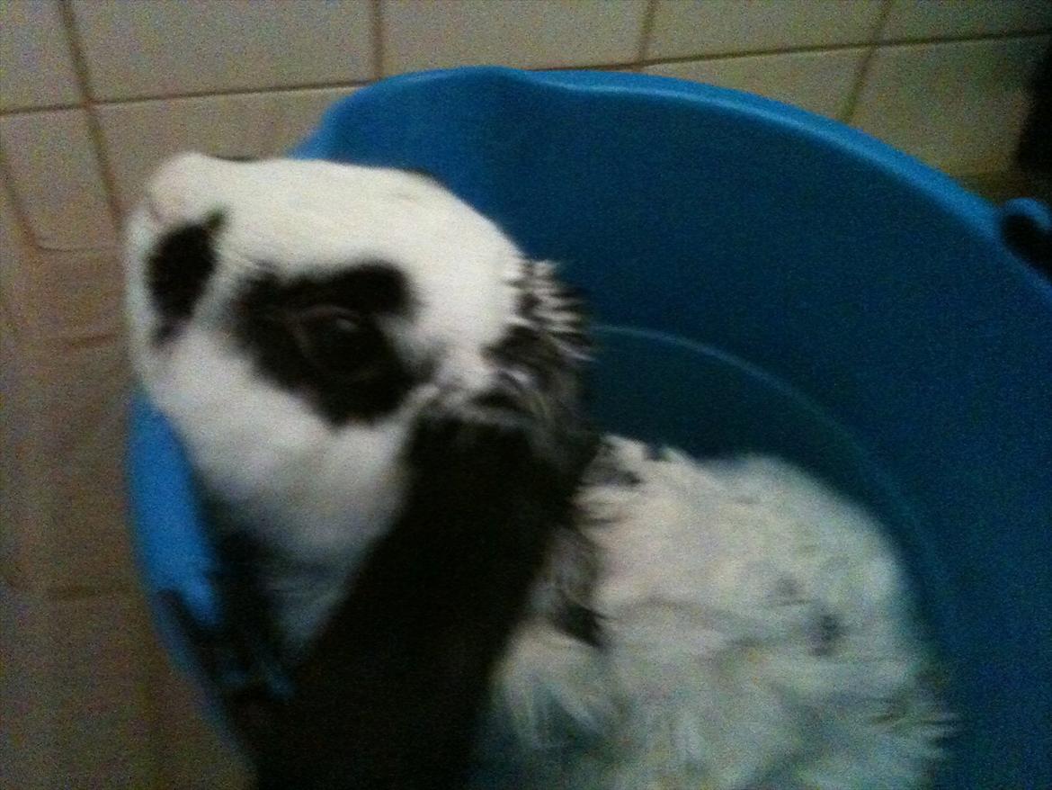 Kanin Charlie billede 5