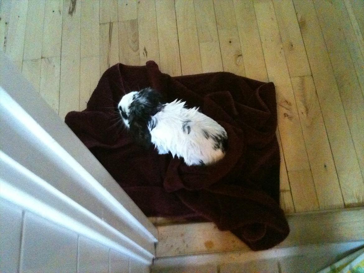 Kanin Charlie billede 6