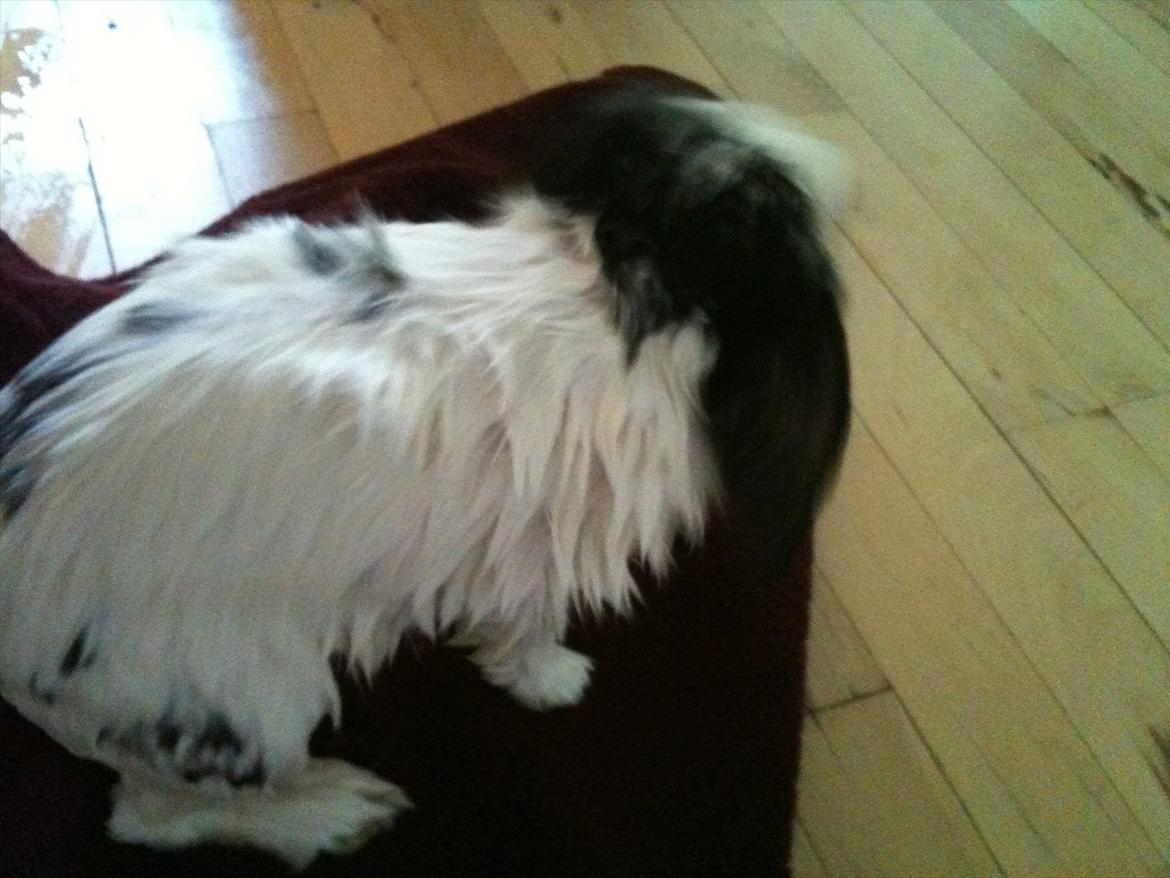 Kanin Charlie billede 7