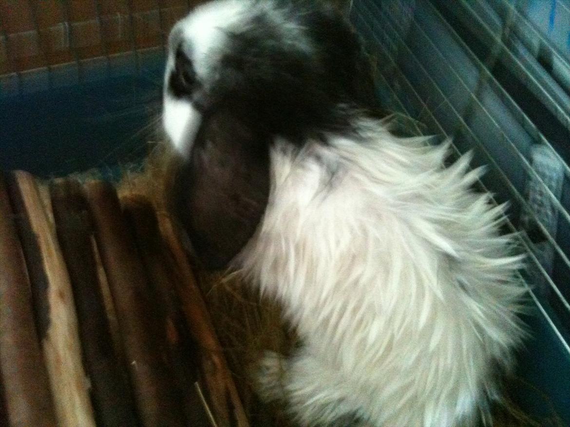 Kanin Charlie billede 8