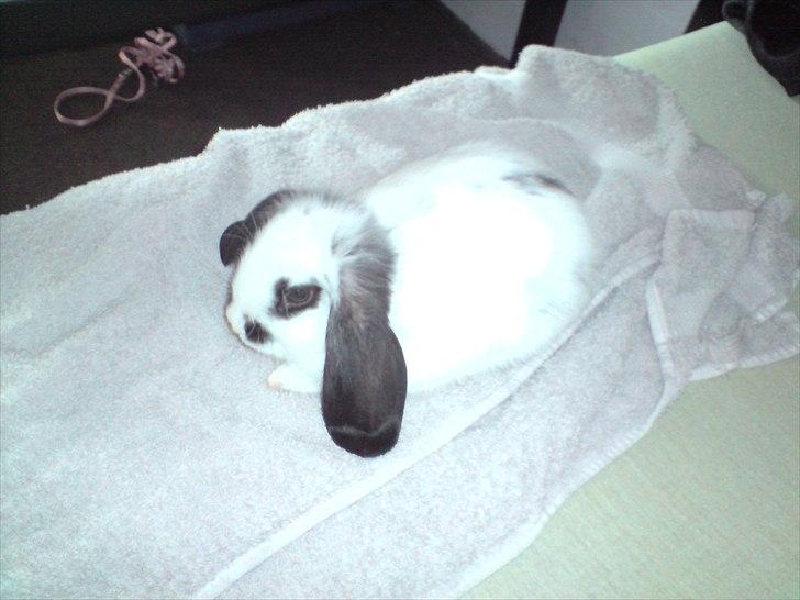 Kanin Charlie billede 9