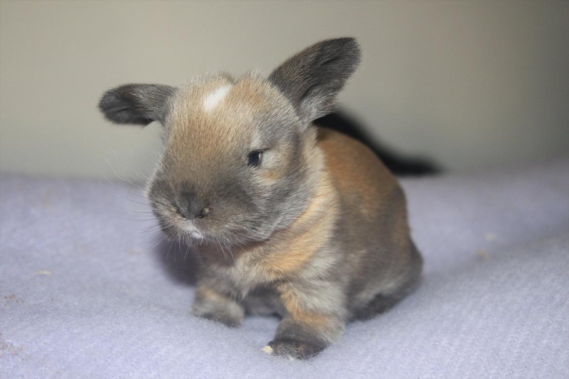 Kanin Dougs CoEa Eywa billede 3