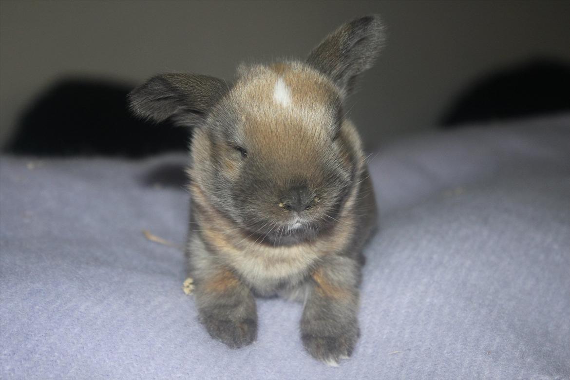 Kanin Dougs CoEa Eywa billede 4