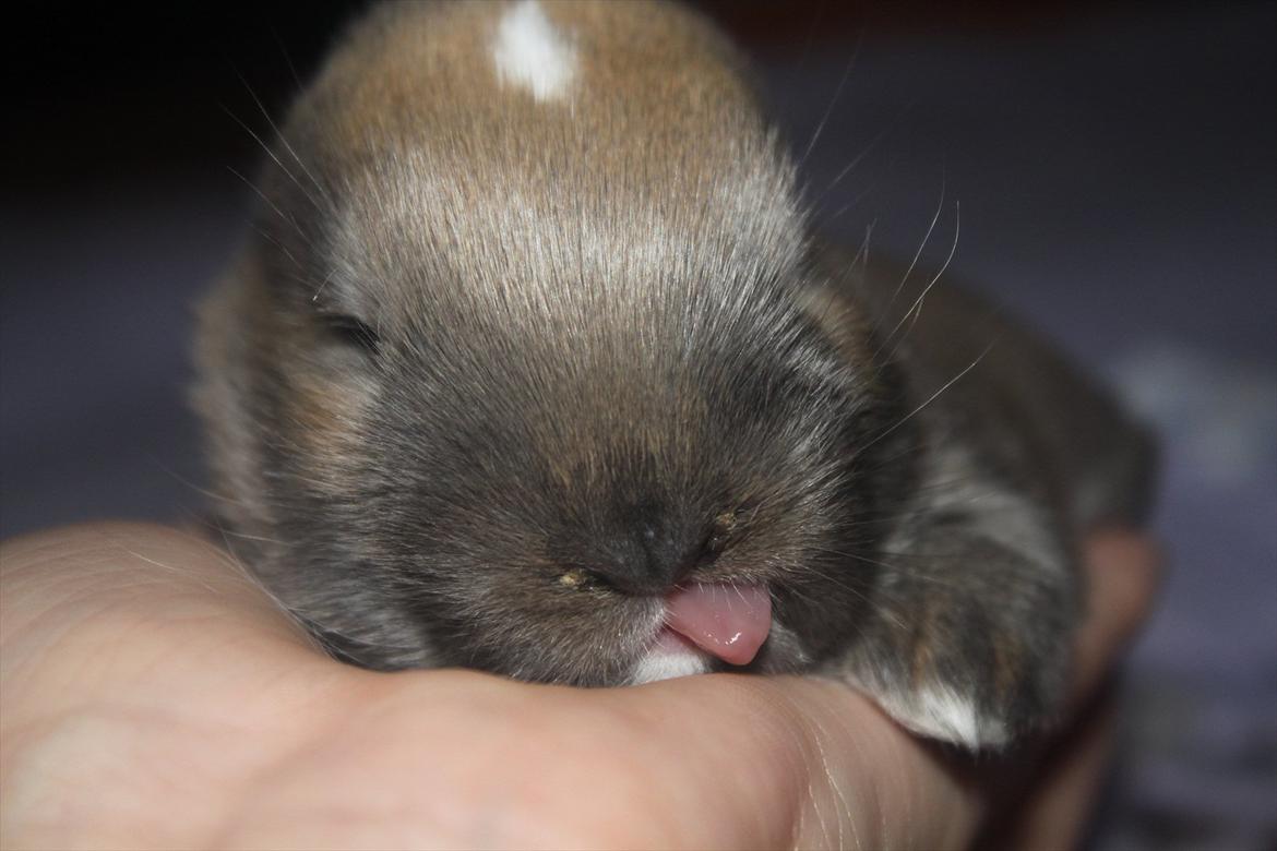 Kanin Dougs CoEa Eywa billede 6