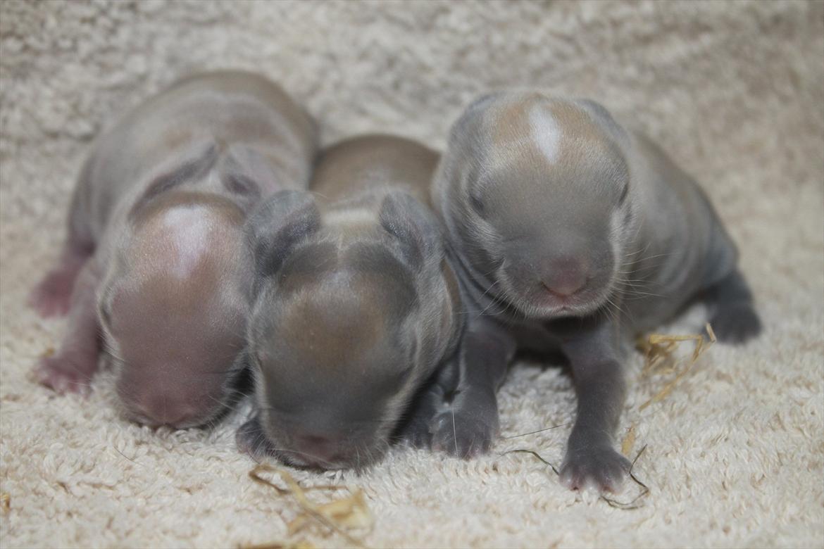 Kanin Dougs CoEa Eywa billede 5