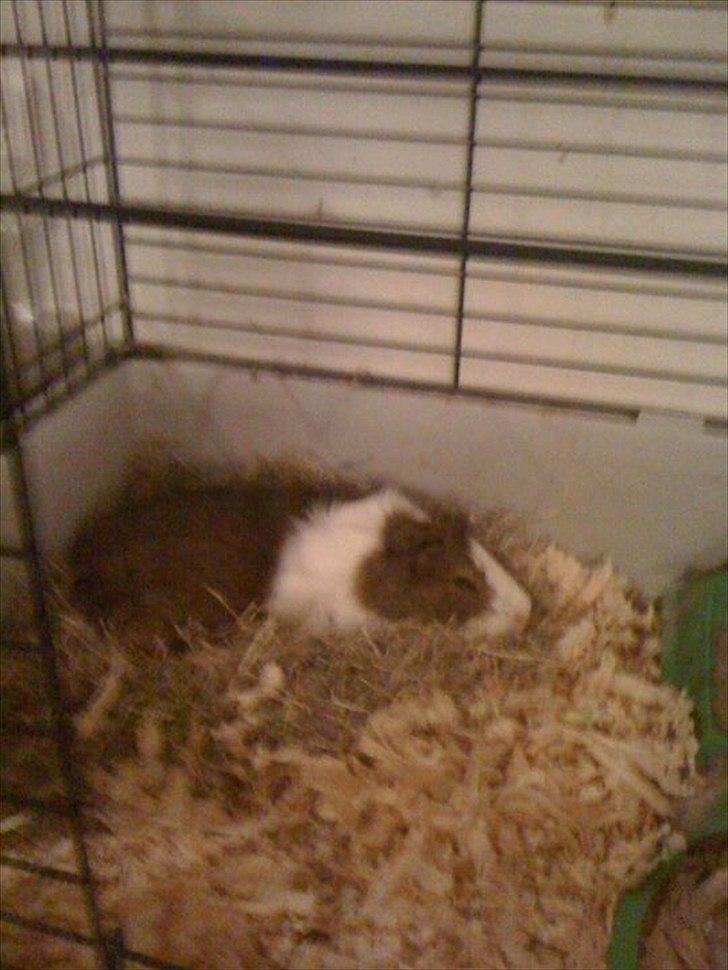 Marsvin | 'Hej' Manke | - Fede Flade dumdyr<3
-Jeg elsker dig:** billede 11