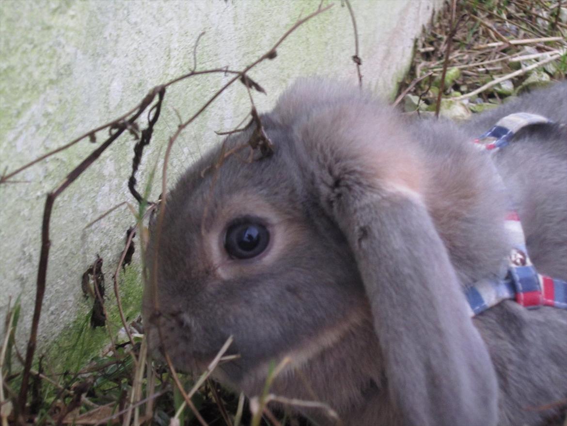 Kanin | Nanze's Puerto de la Cruz  billede 8