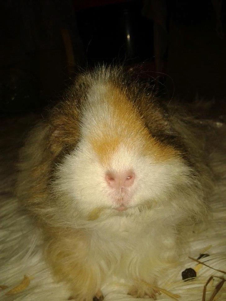 Marsvin stald-maliymut's karla alla barkita (tidligergnave billede 1