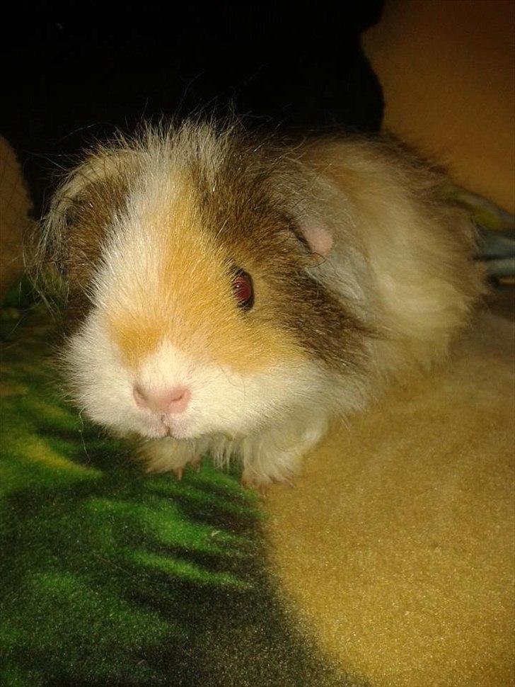 Marsvin stald-maliymut's karla alla barkita (tidligergnave billede 2