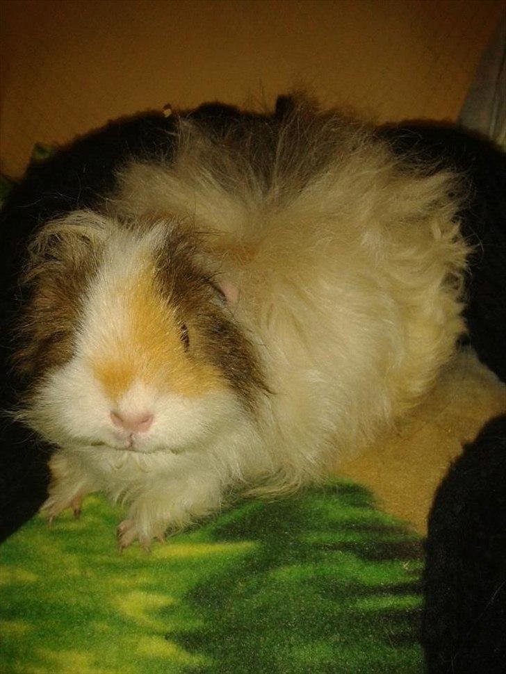 Marsvin stald-maliymut's karla alla barkita (tidligergnave billede 3