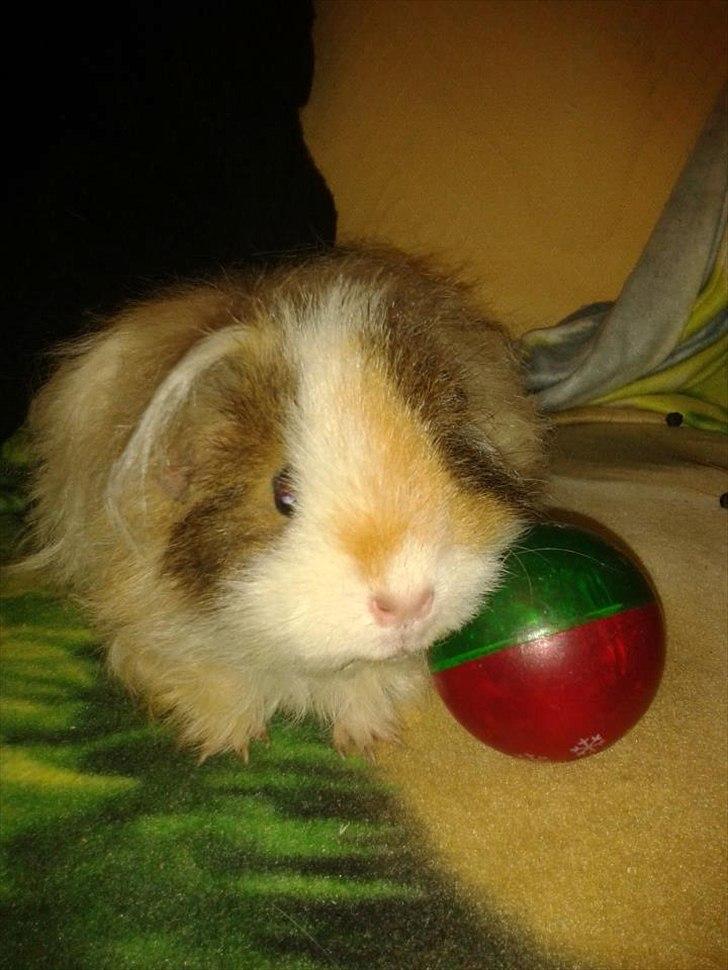 Marsvin stald-maliymut's karla alla barkita (tidligergnave billede 4