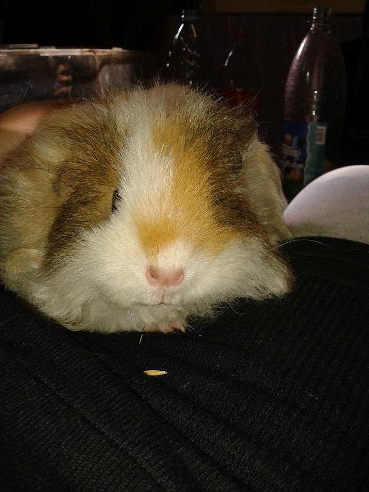 Marsvin stald-maliymut's karla alla barkita (tidligergnave billede 5