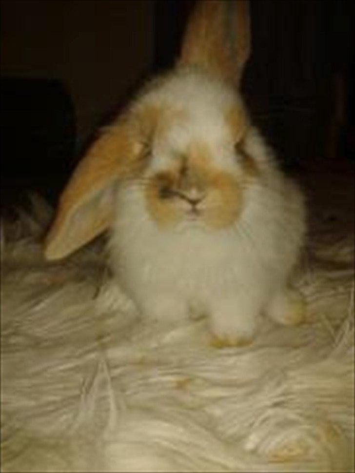 Kanin stald-maliymut 's Eigil må alt (tidligergnaver) - begge hans øre lægger sig ned med tiden :) billede 2