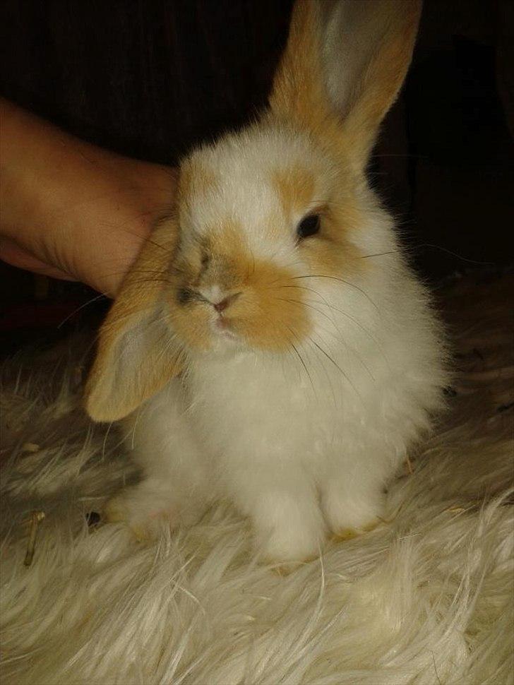 Kanin stald-maliymut 's Eigil må alt (tidligergnaver) - lille mand gider ik side stille :)
hehe billede 1